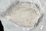 Cystoid Fossil (Holocystites) on Rock - Indiana #85700-1